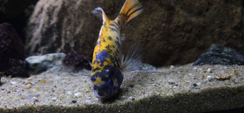Labeotropheus trewavasae 'Border'